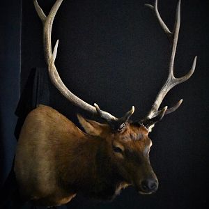 Colorado Elk Shoulder Mount Taxidermy