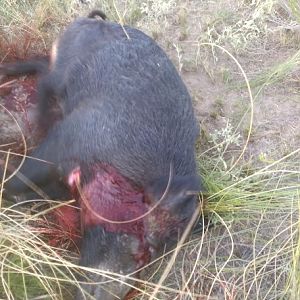 Hunt Boar in Argentina