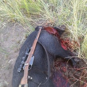 Boar Hunting Argentina