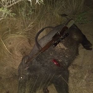 Argentina Hunt Boar