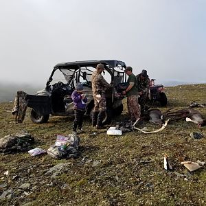 Alaska USA Hunting Caribou