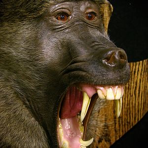 Baboon Shield Mount Taxidermy Close Up