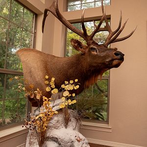 Elk Pedestal Mount Taxidermy