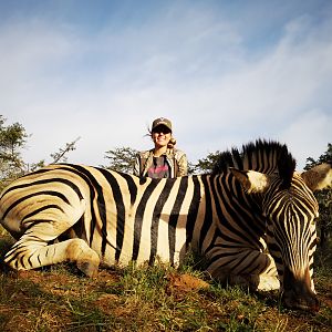 Burchell's Plain Zebra Hunt South Africa