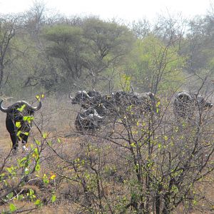 Cape Buffalo by the Crocodile River South Africa