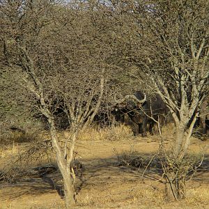 Cape Buffalo by the Crocodile River South Africa