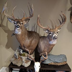 White-tailed Deer Pedestal Mounts Taxidermy