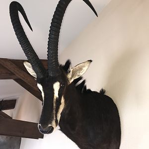 Sable Shoulder Mount Taxidermy