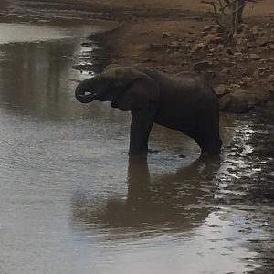 Elephants splashing right under your window in Zimbabwe