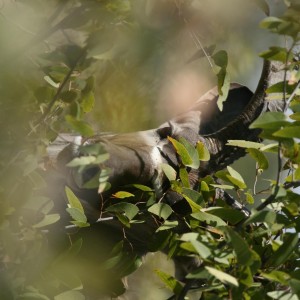 Hide and seek, a Kudu in Namibia