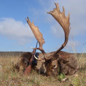 Fallow Deer hunt
