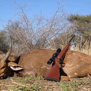Bushbuck hunt
