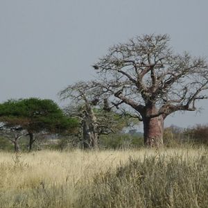 More of why I love Africa!