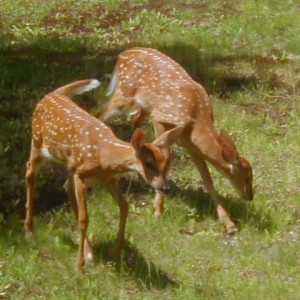 Pair of whitetail fawns at Pelican Lake WI