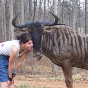 Pet Blue Gnu (Blue Wildebeest)