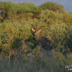 Kudu Bull at Sunrise