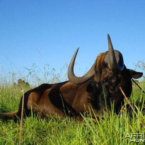 Black Wildebeest on the Highveld