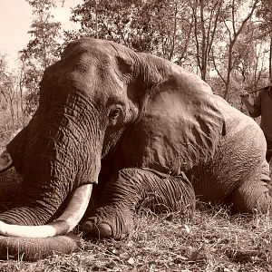 Hunting Elephant in Tanzania