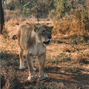 Lioness Zimbabwe