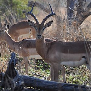 Busted by an Impala ram