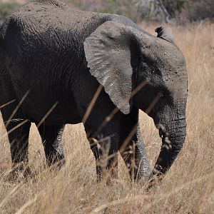 Muddy Elephant