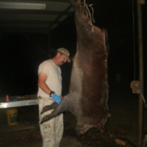 Texas Wild Boar hunt