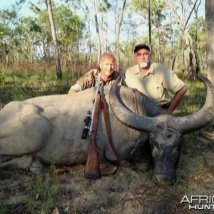 Asiatic buffalo bull, Arnhemland, Australia