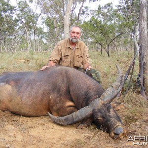 Asiatic buffalo bull, Arnhemland, Australia