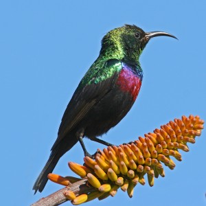 Male Marico Sunbird South Africa