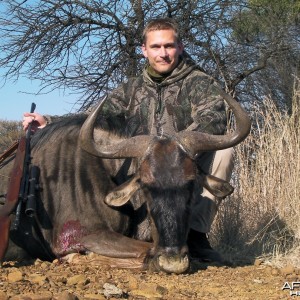 Blue Wildebeest hunt