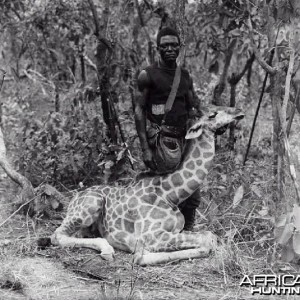 Giraffe, Congo circa 1910