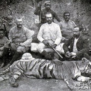 Hunting Tiger