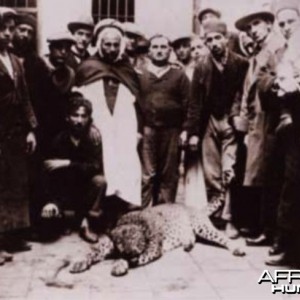 Hunting Leopard, Algeria circa 1930