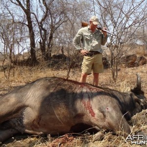 Buffalo hunted in Zimbabwe