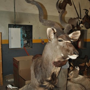 My Kudu at the taxidermist in SA