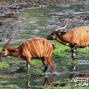 Bongo in Cameroon