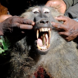 Hunting Baboon Cameroon Forest