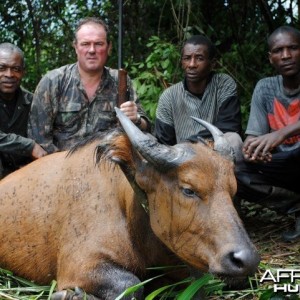 Hunting Dwarf Buffalo Cameroon Forest