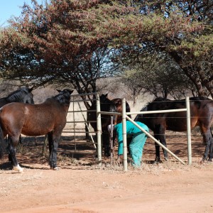 Ozondjahe Hunting Safaris, Namibia