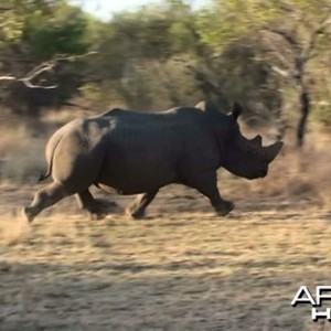 White Rhino South Africa