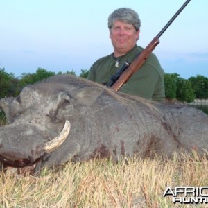 Warthog hunted in South Africa