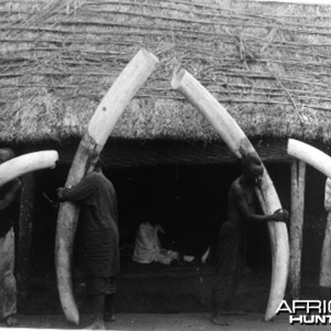 Elephant tusks from Congo circa 1904 - 1907