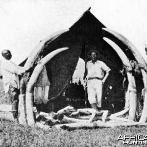 Elephant tusks from Congo circa 1910