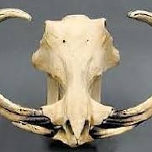 19" Warthog Skull