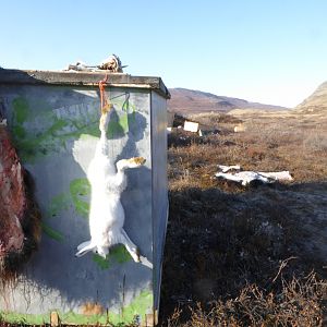 Hunting Rabbit in Greenland