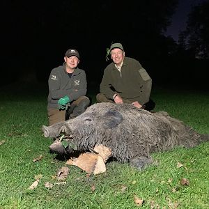 Austria Hunting Wild Boar