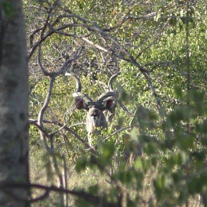 Kudu in the bush in South Africa