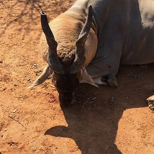 Save Valley Conservancy, Zimbabwe Hunting Eland