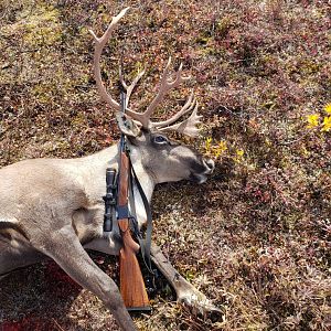 Hunting Moose in Alaska USA