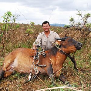 Congo Bow Hunting African Forest Buffalo